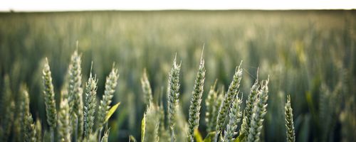 The Importance of a Lawyer's Presence Starting an Entity