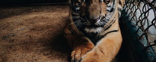 All you need to know about getting vanity numbers or toll free business phones numbers