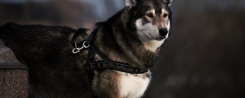 The tips and tricks for using the stylish rugs in homes in Australia and avoiding décor issues