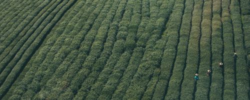 Is drinking beverages good for health and which of the best ones are available in Australia