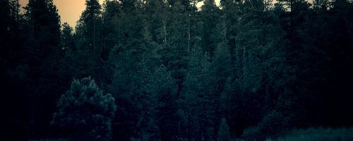 The various additional services in the US that virtual receptionists may offer when availed